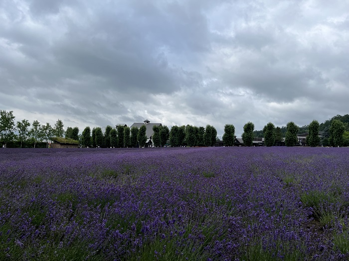 ラベンダー畑