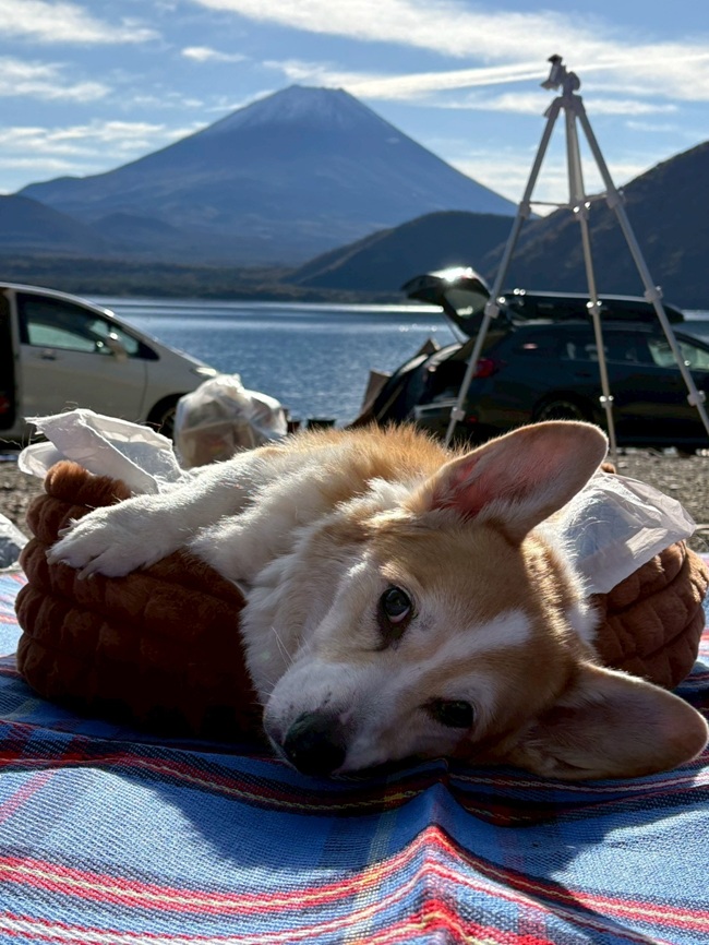 富士山と愛犬